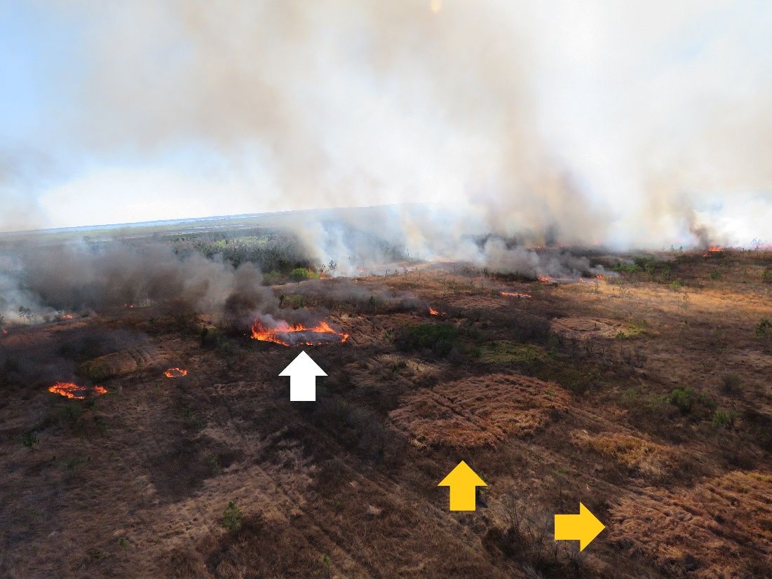Aerially ignited prescribed fire in a cogongrass-infested field showing increased fire spread rate where the spheres (ignition source) landed in cogongrass (white arrow, with yellow arrows pointing to other cogongrass patches). 