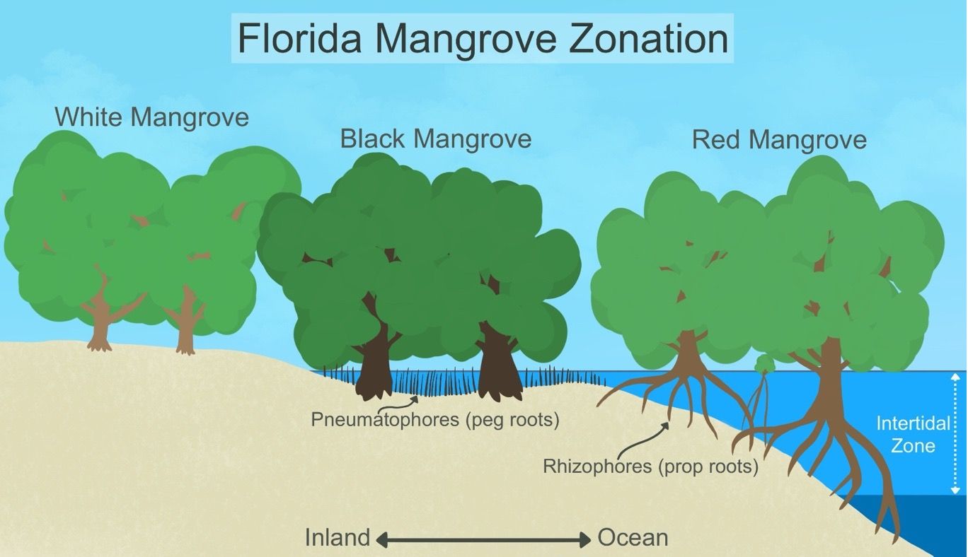Zonation of Florida mangroves along the intertidal zone. The three mangrove species can be found in mixed mangrove stands in areas with a low sloping gradient.