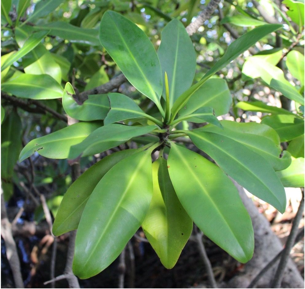 Rhizophora mangle leaves.