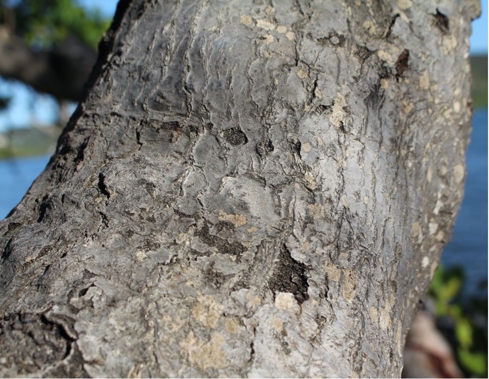 Rhizophora mangle bark.