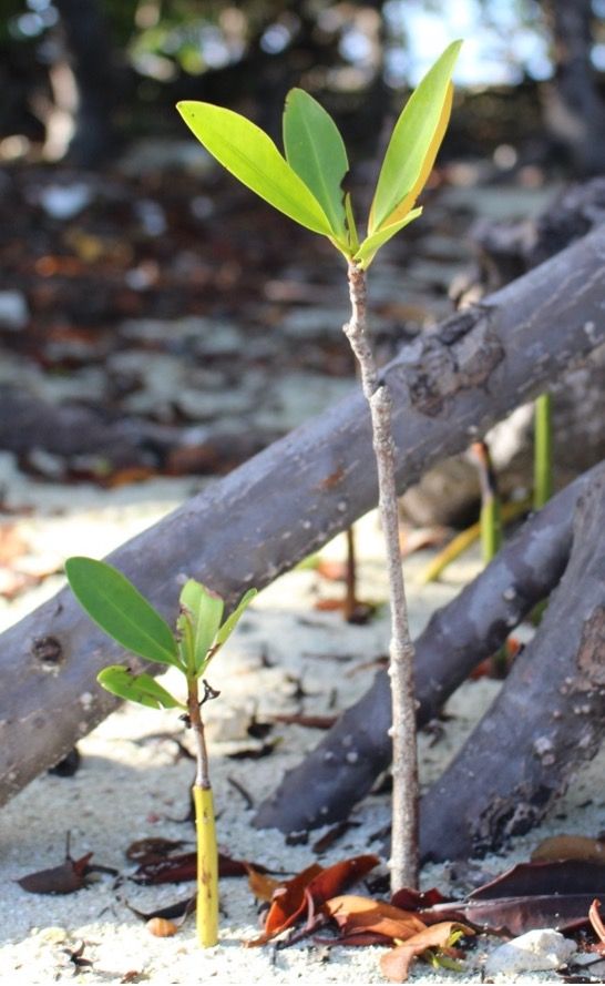Rhizophora mangle seedlings.