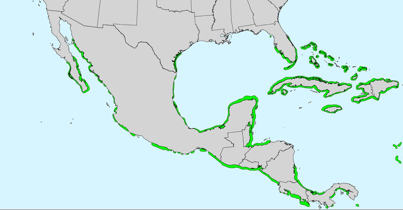 Rhizophora mangle native distribution in North America. Not shown in map: Rhizophora mangle is native to the Caribbean islands, tropical and subtropical regions of South America, and West Africa while invasive in Hawaii.