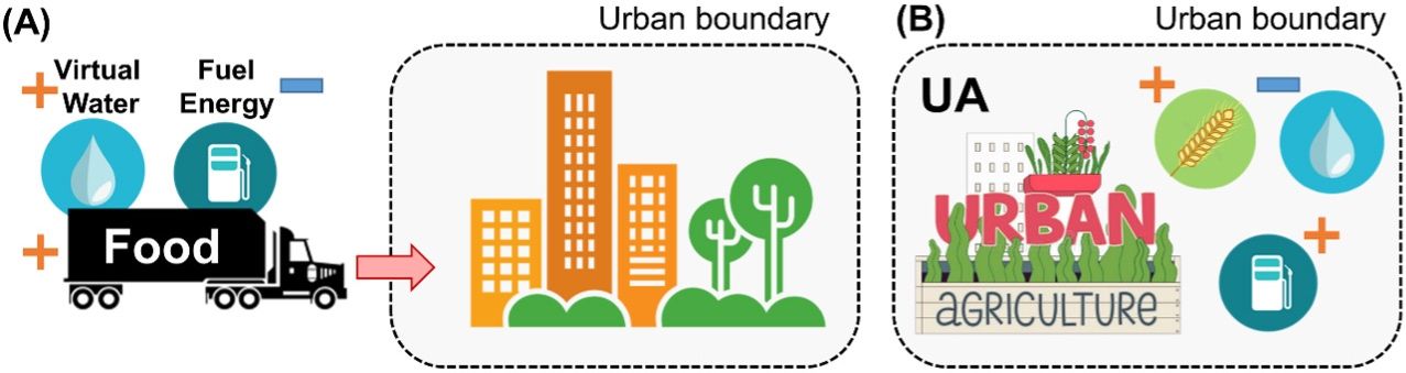 Diagram illustrating the cross-scale effects of urban agriculture in the food-water-energy nexus. Panel A illustrates how external supply of food to urban areas can lead to associated virtual water flows and fuel energy cost related to food transportation. Panel B shows how localizing food production in urban areas through urban agriculture can lead to benefits on food supply and energy savings, but potential costs of water resources. 