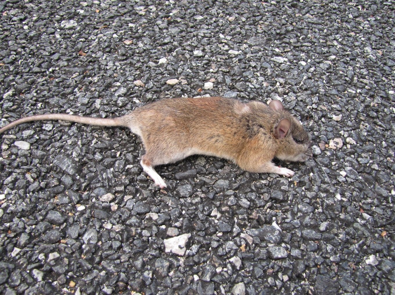 Vehicle collisions are a substantial source of direct mortality for wildlife, such as this woodrat.