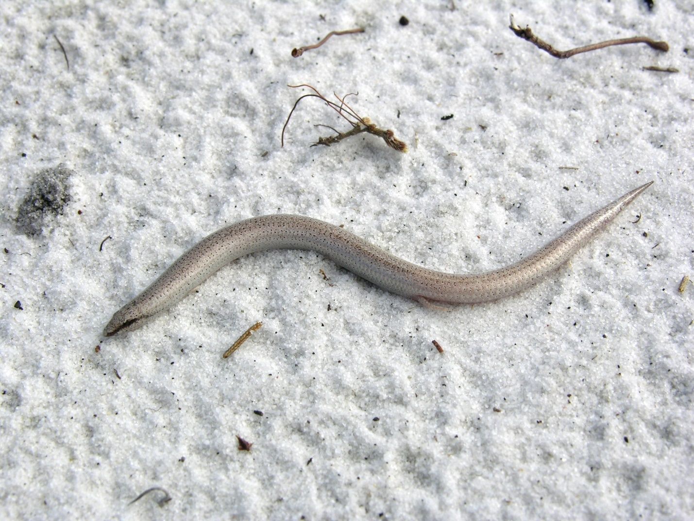 Roads may act as barriers to movement for some species of wildlife, such as this sand skink. 