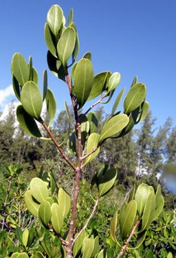 Lumnitzera racemosa—leaf arrangement is alternate.