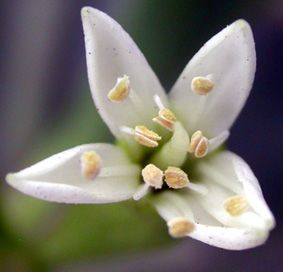 Lumnitzera racemosa flower.