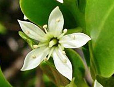A close-up photo of a human hand holding Lumnitzera racemosa emarginate leaf apex. Bright green waxy leaves and and white flowers.