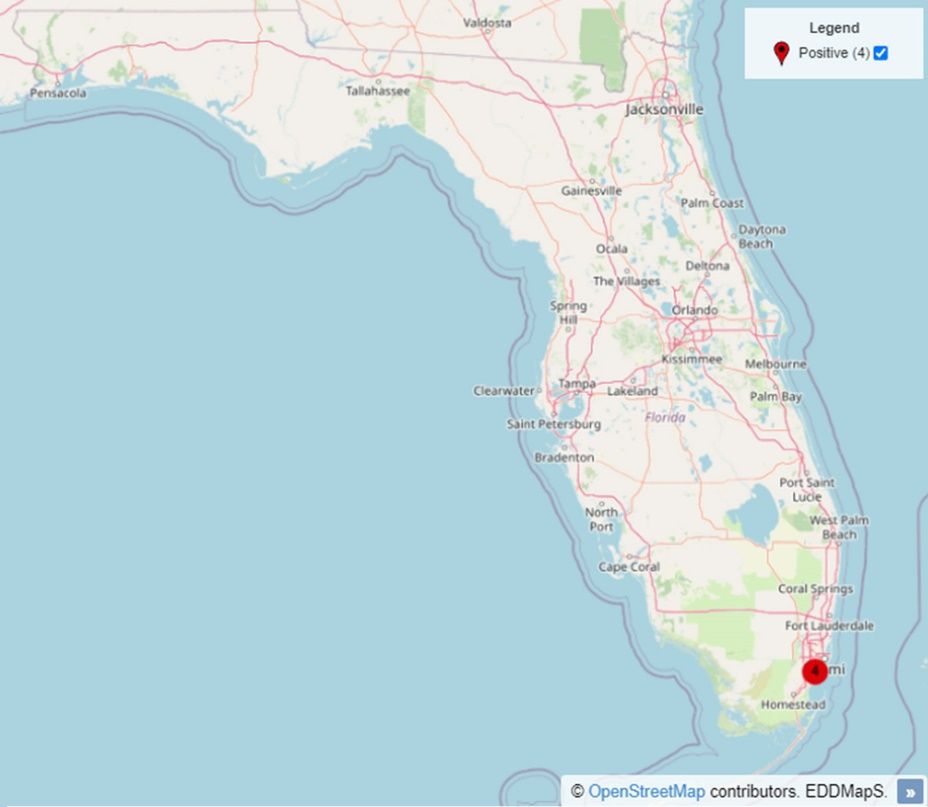 A close-up photo of a human hand holding Lumnitzera racemosa emarginate leaf apex. Bright green waxy leaves and and white flowers.