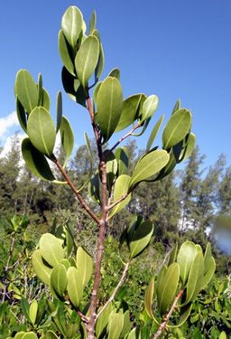 A close-up photo of a human hand holding Lumnitzera racemosa emarginate leaf apex. Bright green waxy leaves and and white flowers.
