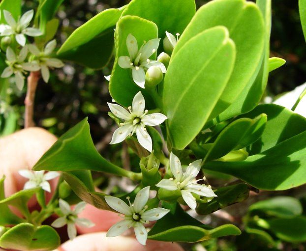 A close-up photo of a human hand holding Lumnitzera racemosa emarginate leaf apex. Bright green waxy leaves and and white flowers.