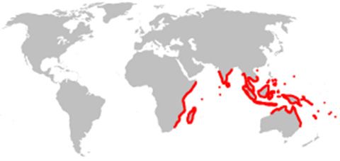 A close-up photo of a human hand holding Lumnitzera racemosa emarginate leaf apex. Bright green waxy leaves and and white flowers.