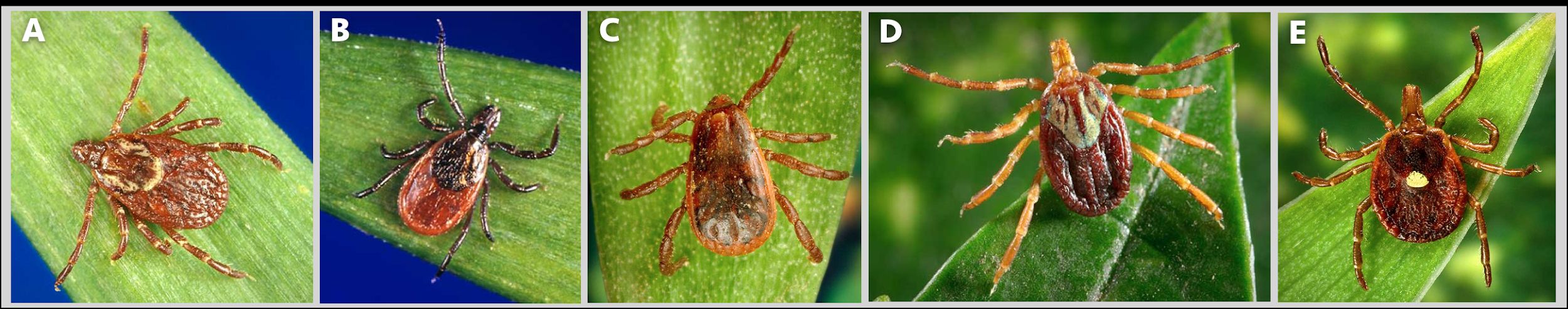 The five most common disease-transmitting species of tick in the southeastern United States are American dog tick (Dermacentor variabilis; A, blacklegged tick (Ixodes scapularis; B, brown dog tick (Rhipicephalus sanguineus; C, Gulf Coast tick (Amblyomma maculatum; D, and lone star tick (Amblyomma americanum; E). All photos are of adult female ticks; Sizes are not relative. 