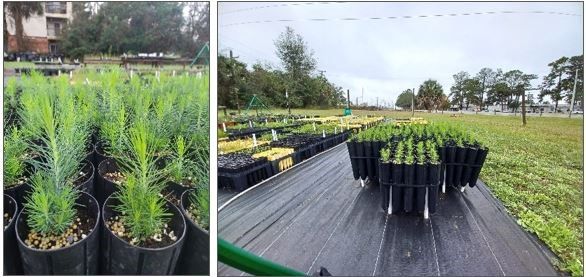 (left) Young pond pines growing at the nursery. (right) The pond pines in cone containers. 