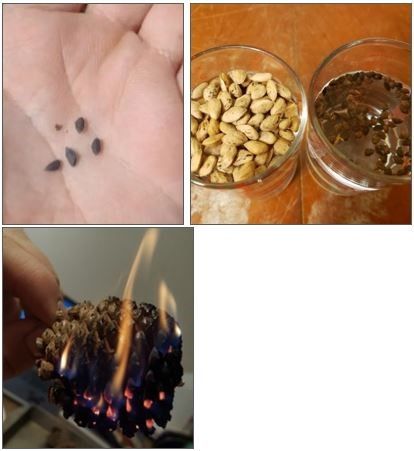 Left, pond pine seed size relative to a hand; center, paler and much larger longleaf pine seeds in comparison to pond pine seeds; right, a pond pine pinecone being burned to release the seeds. 