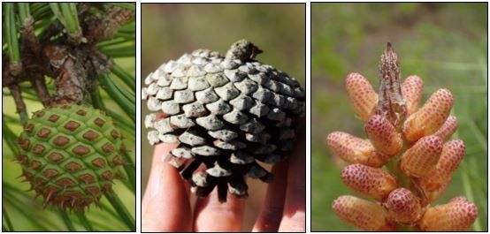 Left, an immature female pond pinecone; center, a mature female cone; right, male cones. 