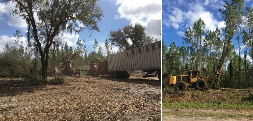 A whole tree chipping operation (left). A feller-buncher harvesting machine (right).