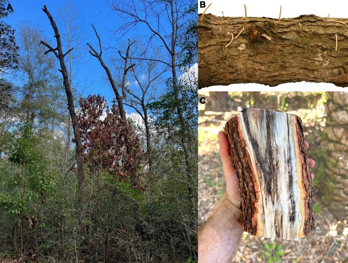 Symptoms include: A) wilted foliage, B) compacted sawdust (referred to as “sawdust noodles”), and C) stained sapwood, all indicative of infestation by Xyleborus glabratus and Harringtonia lauricola. 