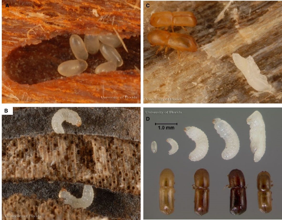 Image of A) eggs, B) larval stages, C) two newly emerged adults and one pupa, and D) lifecycle stages of Xyleborus glabratus Eichhoff. The lifecycle begins with an egg, followed by 1st, 2nd, and 3rd instar larvae, and then the pupa in the top row. The bottom row shows the progression of three female adults, each with increasingly darker exoskeletons, concluding with an adult male. 