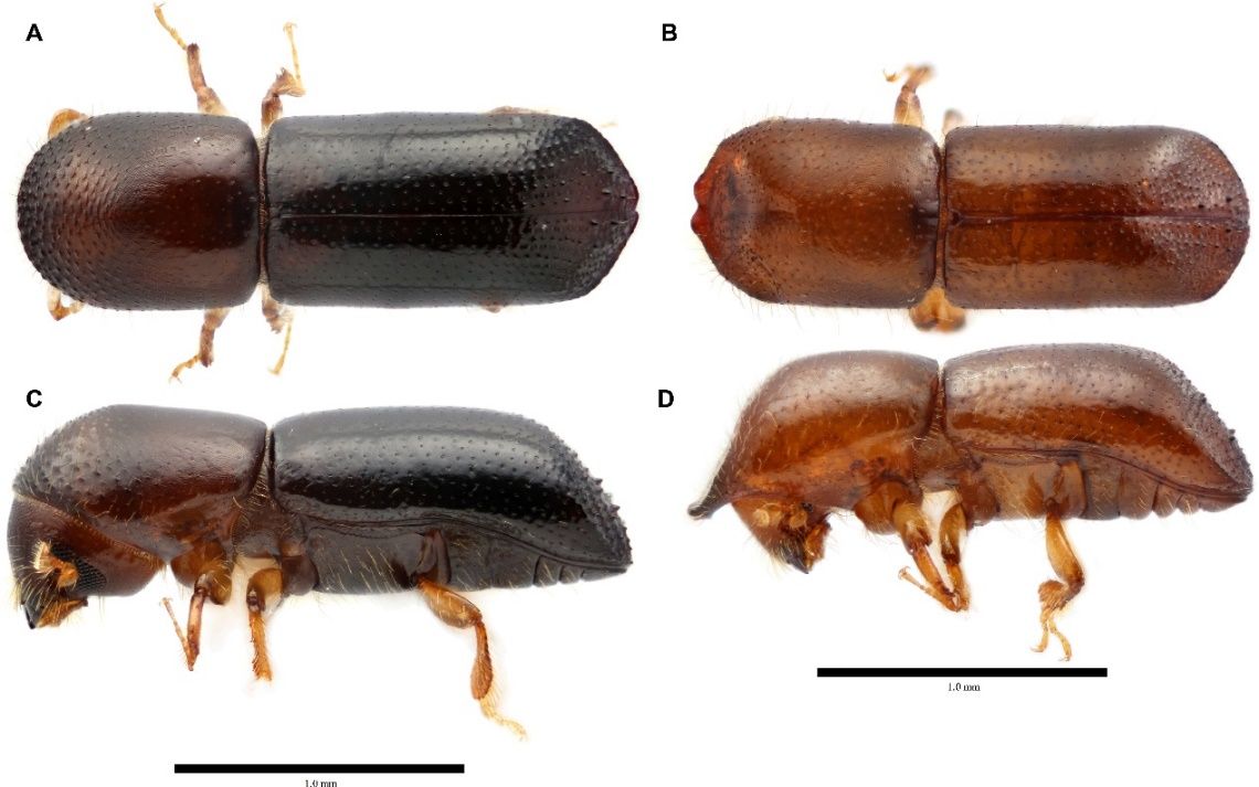 Xyleborus glabratus Eichhoff: dorsal view of A) adult female and B) adult male of, lateral view of C) adult female and D) adult male. 