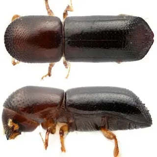 FOR404/FR475: The Redbay Ambrosia Beetle and Laurel Wilt