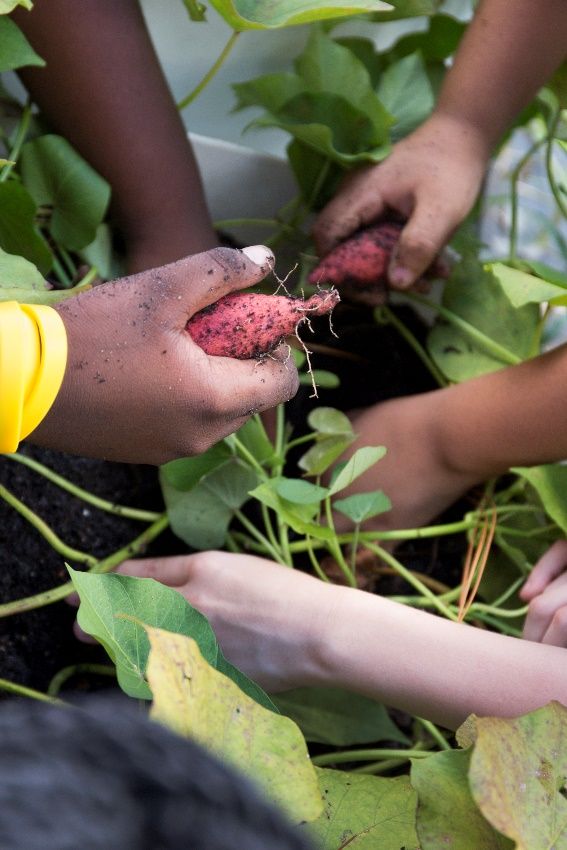 Harvesting sweet potatoes from a school garden. 