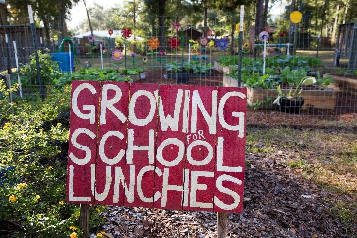 A school garden. 