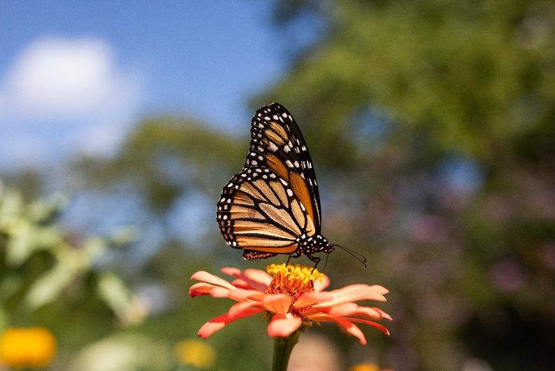 Endangered monarch butterfly (Danaus plexippus) on a zinnia. 