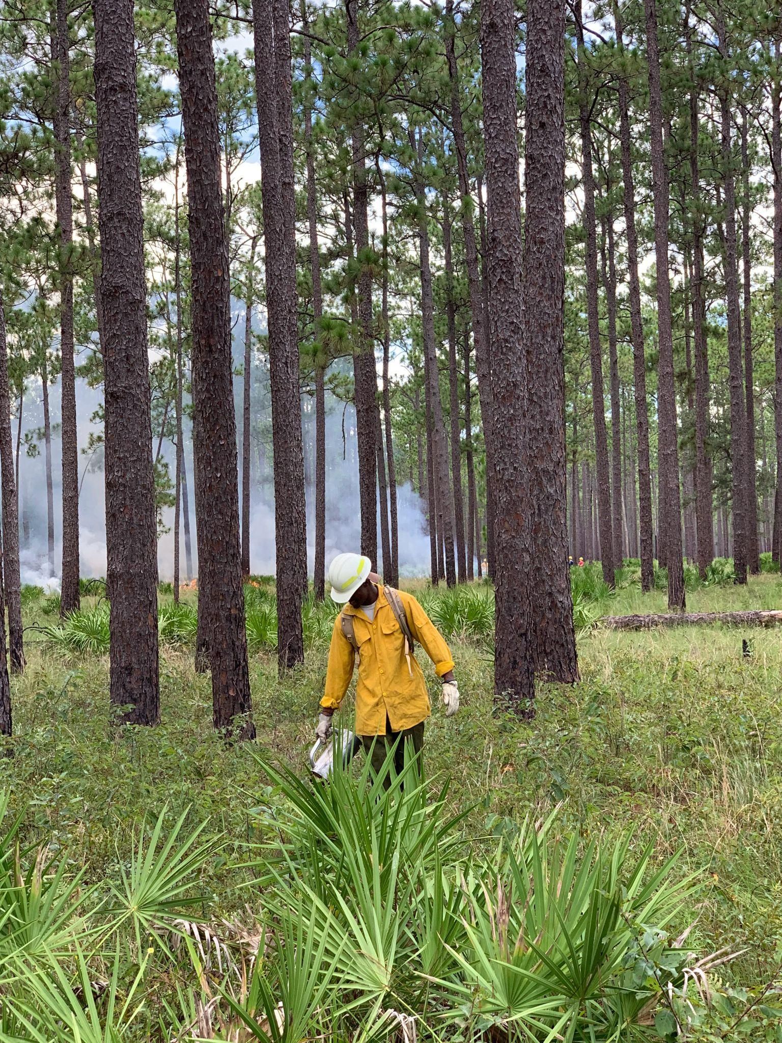 A photo of a person wearing a white hard hat and gloves and a yellow, probably fire-retardant or fire-resistant jacket using a drip torch to ignite underbrush in a pine forest. Saw palmetto in the foreground, pine trees in the middle distance, smoke in the background. Blue sky and white clouds visible through the treetops.