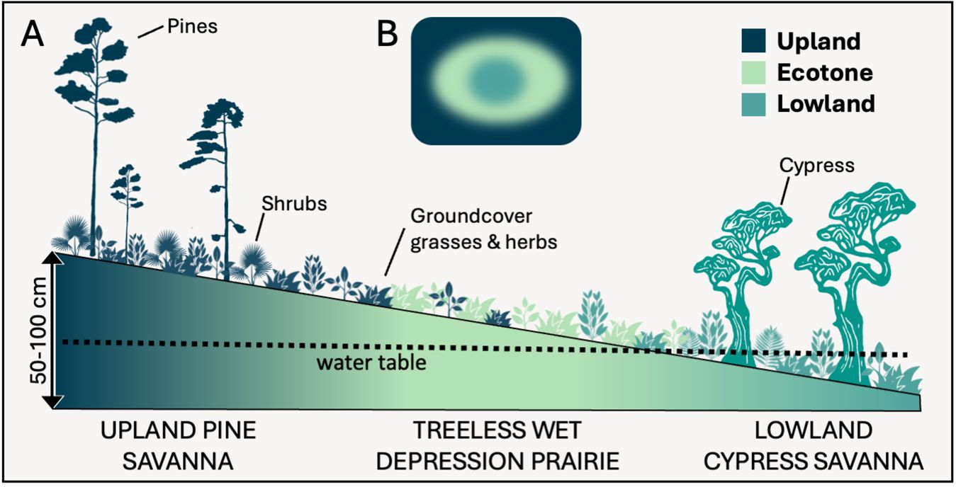 A color-coded illustration of a sloped landscape featuring various vegetation types found in upland pine savannas (pines and shrubs), treeless wet depression prairies/ecotone (groundcover grasses and herbs), and lowland cypress savanna (cypress). 
