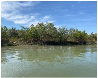 View from the water looking at the shoreline consisting of black and red mangroves.