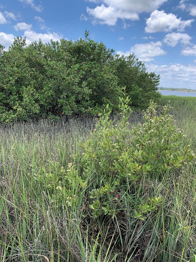 Photo of a salt marsh habitat with mangroves growing within the salt marsh.
