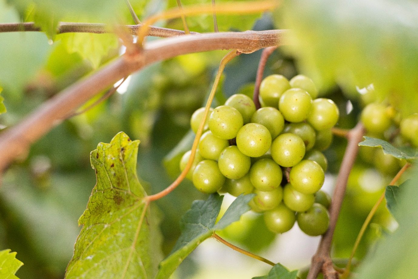 Consumir formas naturales de fructosa, como frutas y verduras, mientras se limita el consumo de bebidas endulzadas con azúcar, es un paso hacia la salud.