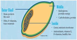 Figura 1. Los granos integrales tienen todavía las tres partes naturales del grano — el salvado exterior rico en fibra o capa externa, el endospermo amiláceo que protege, y el germen lleno de nutrientes, que proporciona alimento a la semilla.