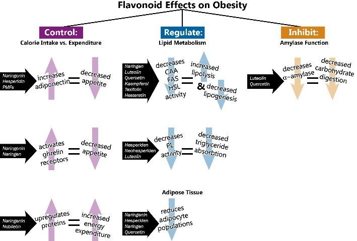 Figure 1. Certain flavonoids affect obesity in different ways. Some flavonoids control the mechanisms leading to obesity, while many regulate metabolism, and others inhibit enzyme function.