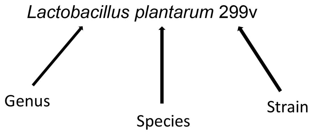 Figure 1. Example of the genus, species, and strain of a probiotic.