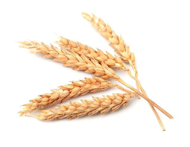 Figure 1. Wheat.