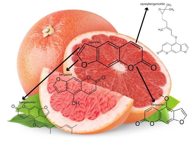 Figure 1. Furanocoumarins in grapefruit originate from psoralen and include bergaptol, bergapten, bergamottin, and epoxybergamottin.