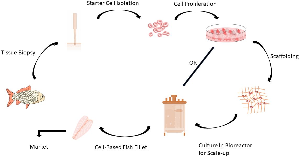 Schematic of cell-based fish production