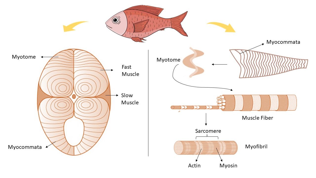 Muscle structure of a fish.