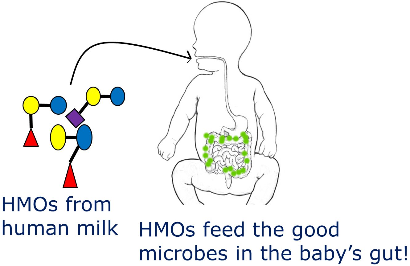 Infants do not digest the human milk oligosaccharides (HMOs) found in breastmilk. HMOs are specialized sugars, and moms make a lot of them in breastmilk. But HMOs are not digested by babies! Instead, these specialized sugars feed beneficial microbes to help keep the baby healthy.  