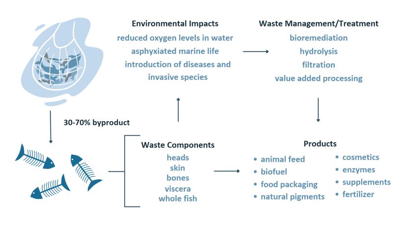 Infographic with text, where each section points to another. Environmental Impacts: reduced oxygen levels in water, asphyxiated marine life, introduction of diseases and invasive species (arrow pointing to next section). Waste Management/Treatment: bioremediation, hydrolysis, filtration, value added processing (arrow pointing to next section). Products: animal feed, biofuel, food packaging, natural pigments, cosmetics, enzymes, supplements, fertilizer. Waste Components: heads, skin, bones, viscera, whole fish (arrows pointing to products and environmental impacts). Picture of fish in net has arrow pointing to fish bones with text: 30 t0 70% by product.