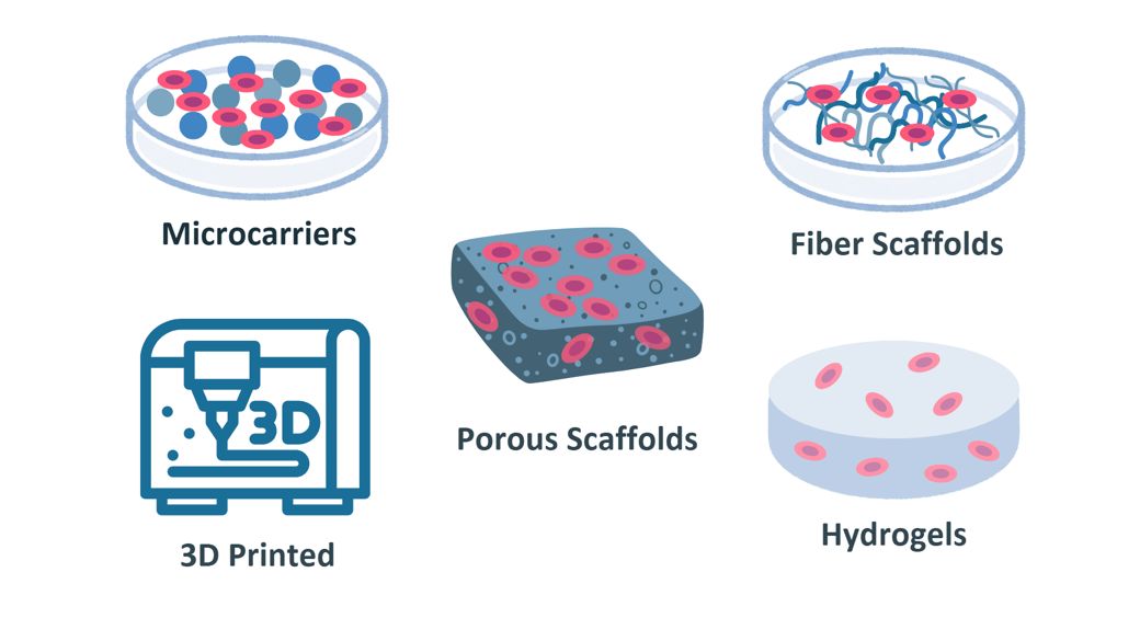 A graphic including a clip art representing each scaffold type: microcarriers, 3D printed, porous scaffolds, fiber scaffolds, and hydrogels.