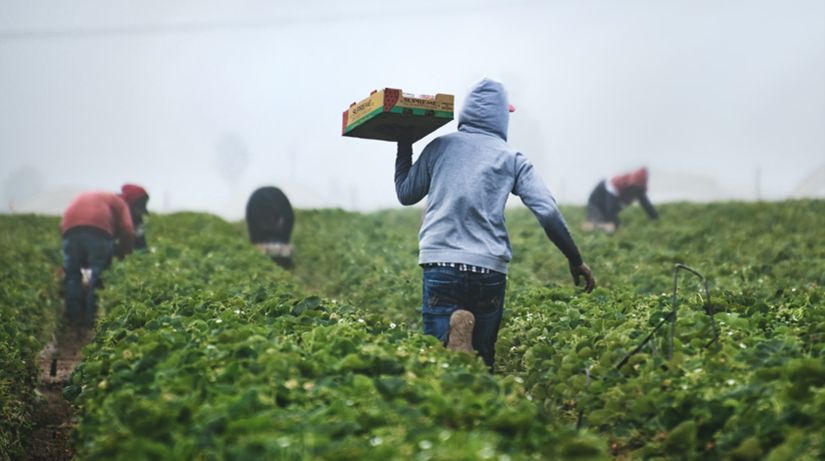 Photo of farmworkers in the field harvesting and carrying produce. 