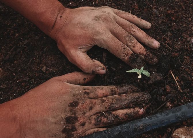 Photo of hands packing dirt around a sprouted seed. 