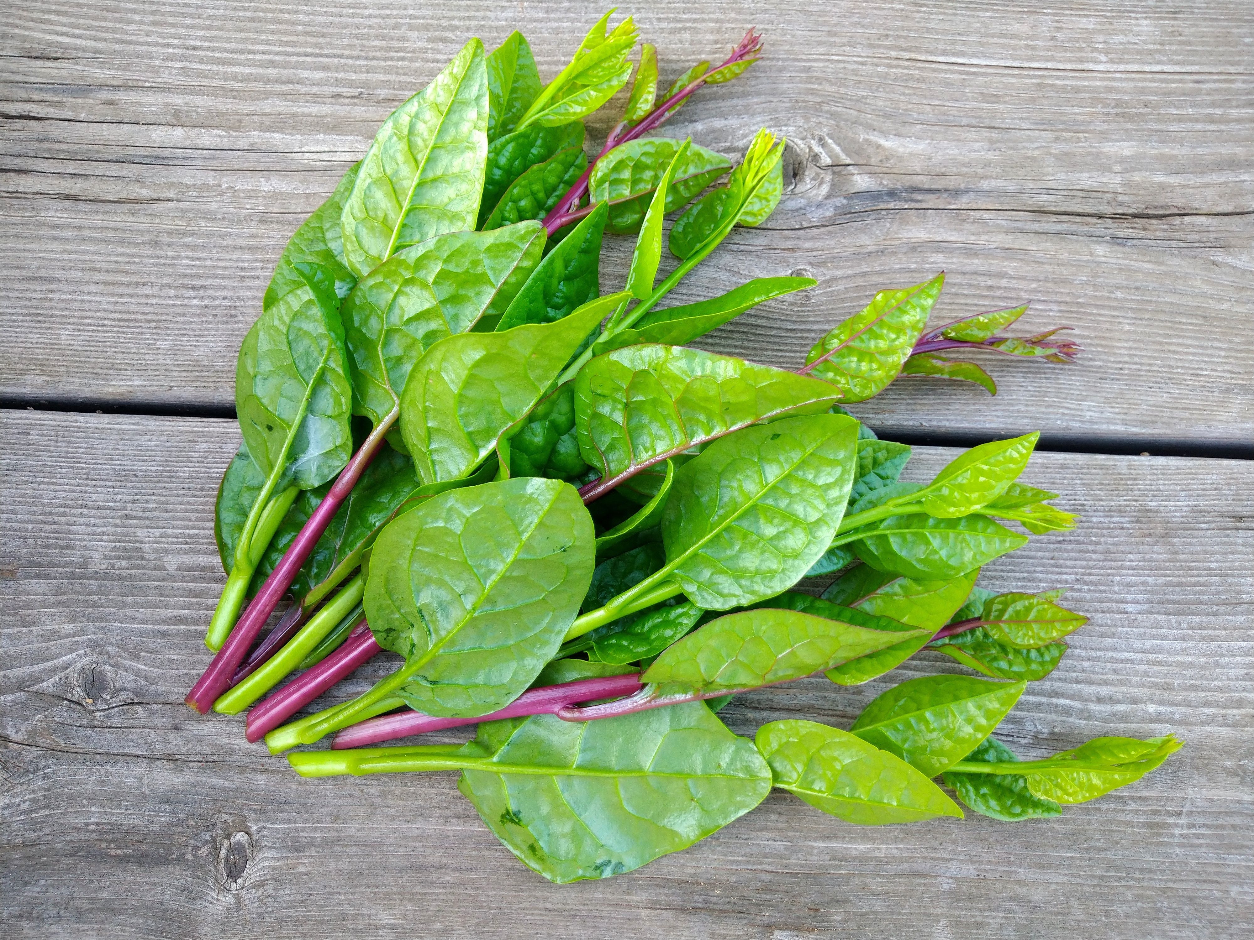 Malabar spinach