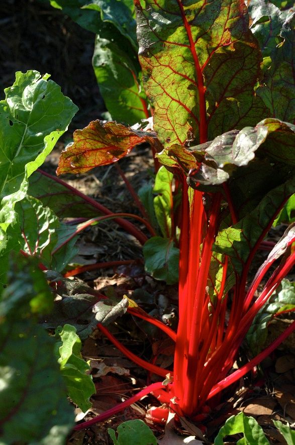 Swiss chard