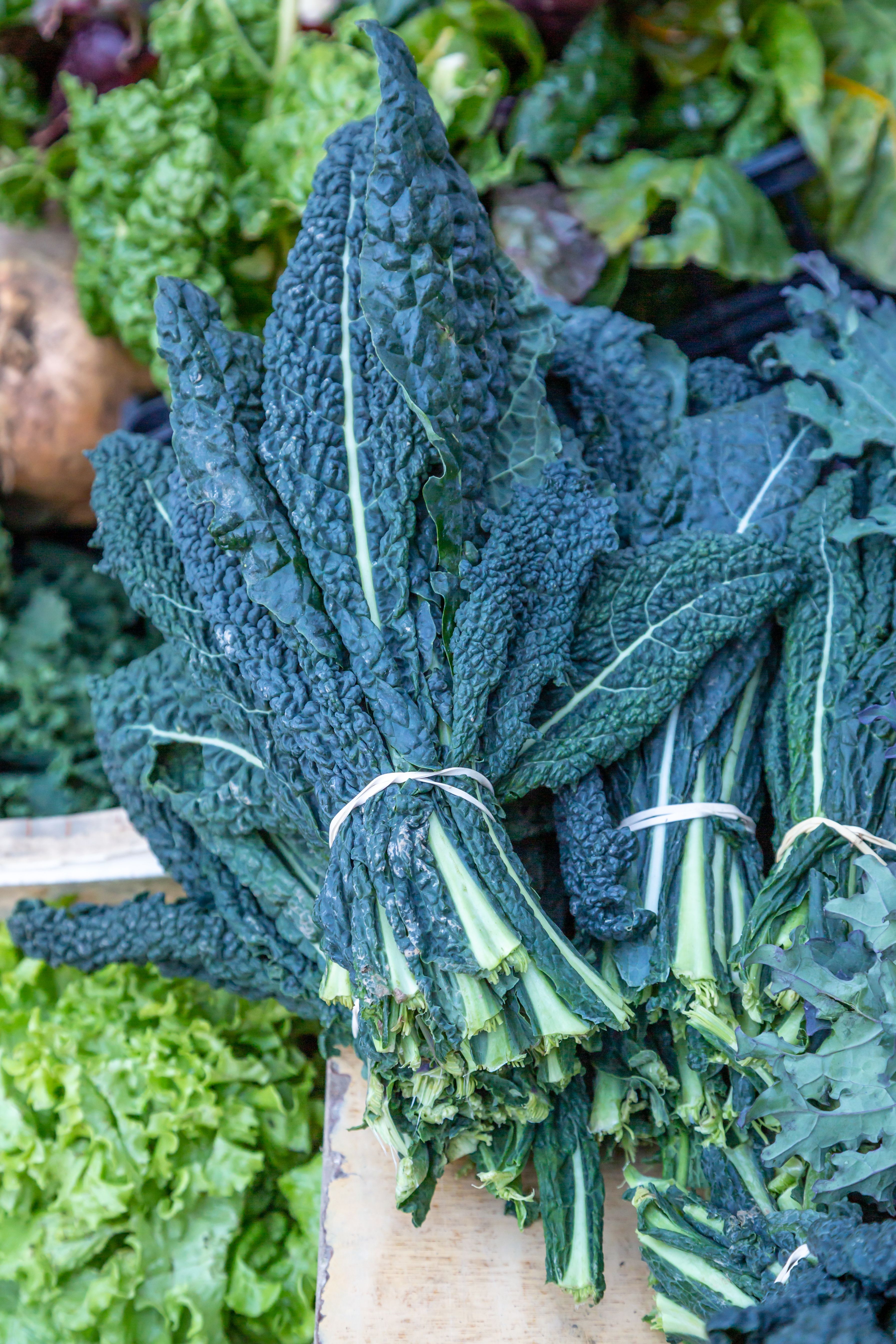 Lacinato kale in a bunch