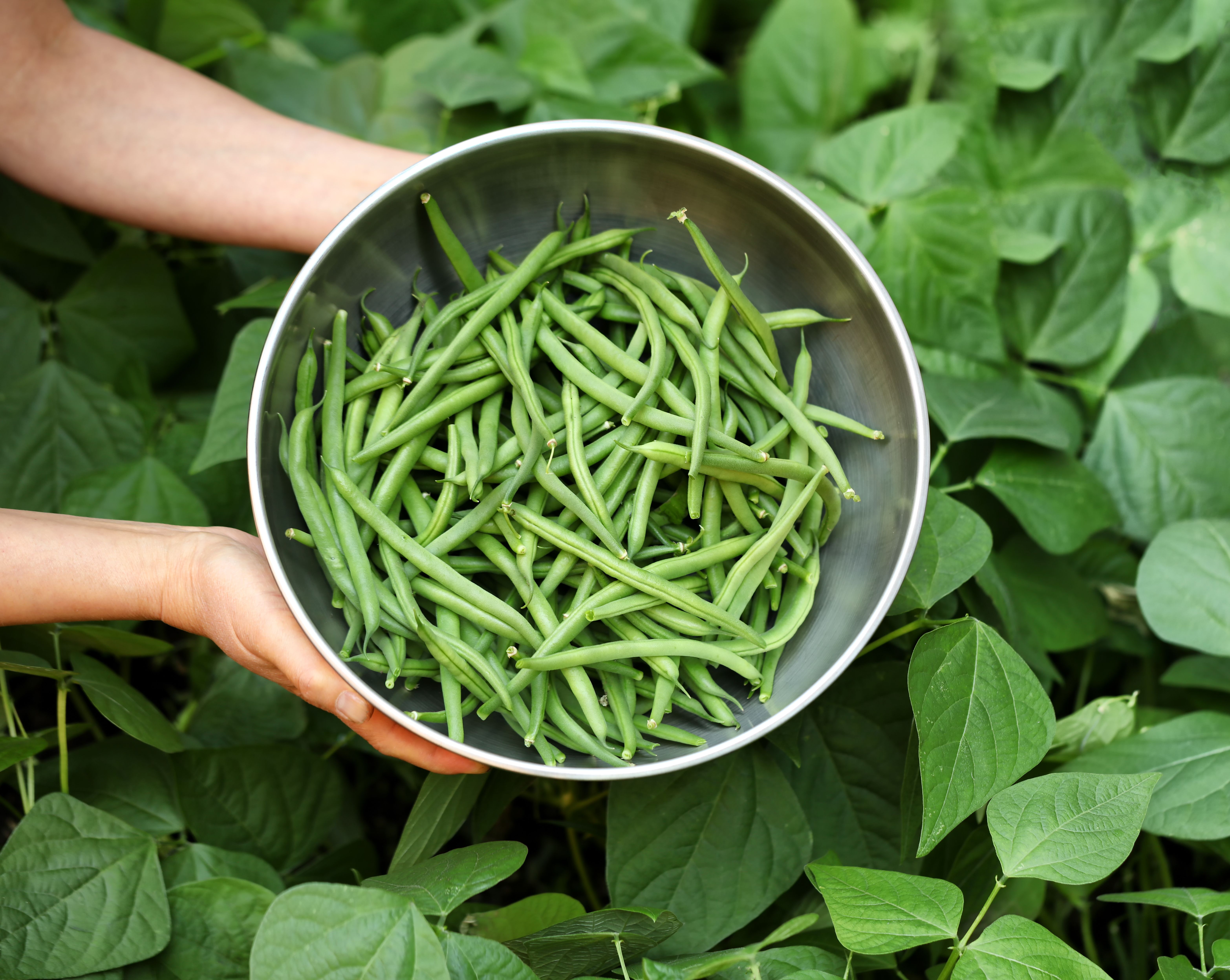 Hands holding a bowl of harvested green beans