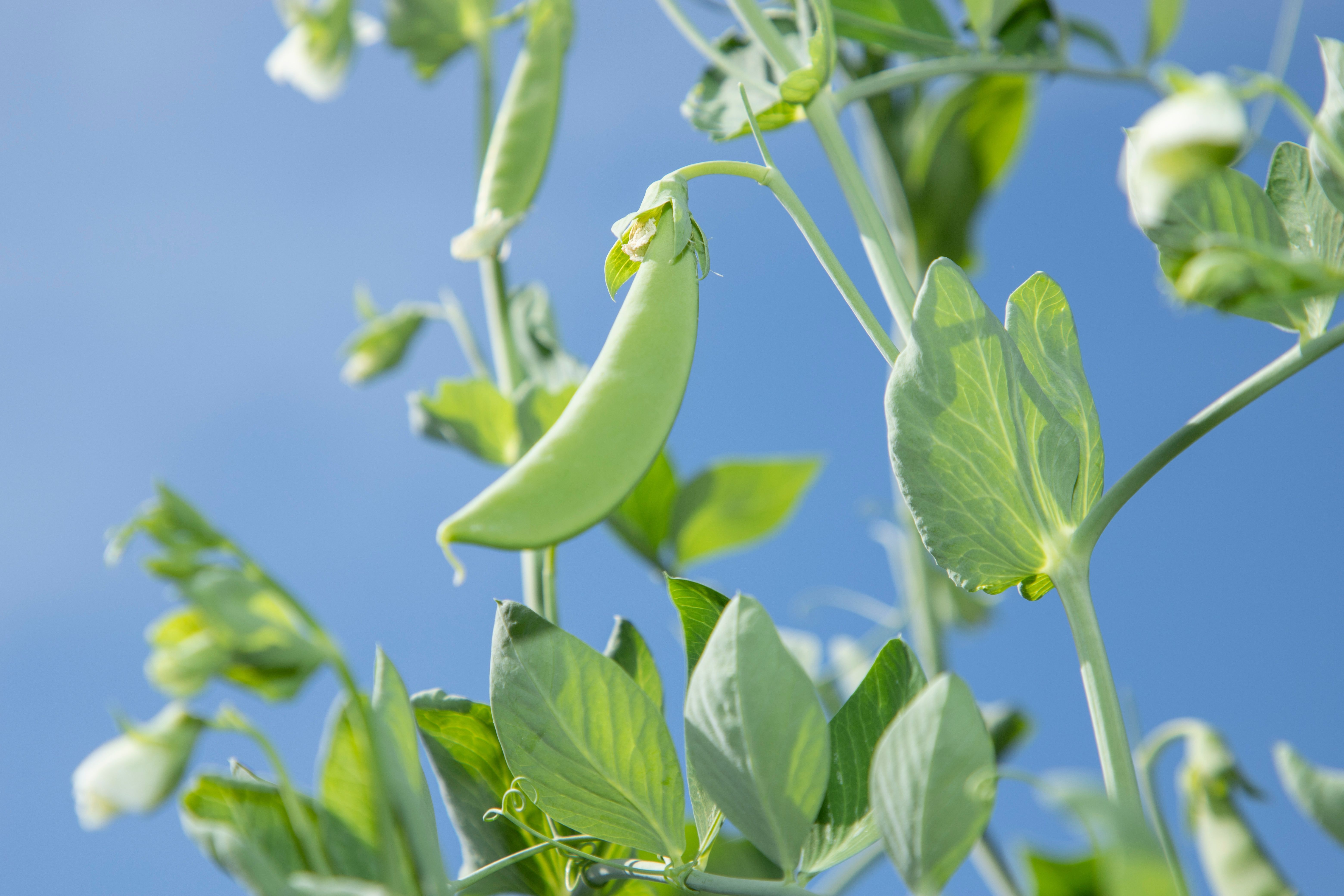 Snap pea pod on plant